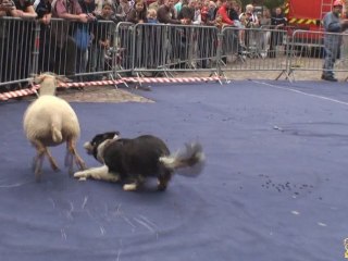 Les Sapeurs-Pompiers Animaliers à Mulhouse