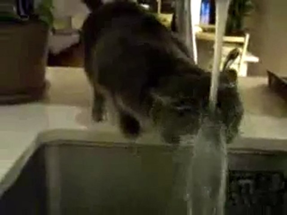 0369 - Chat boit au robinet