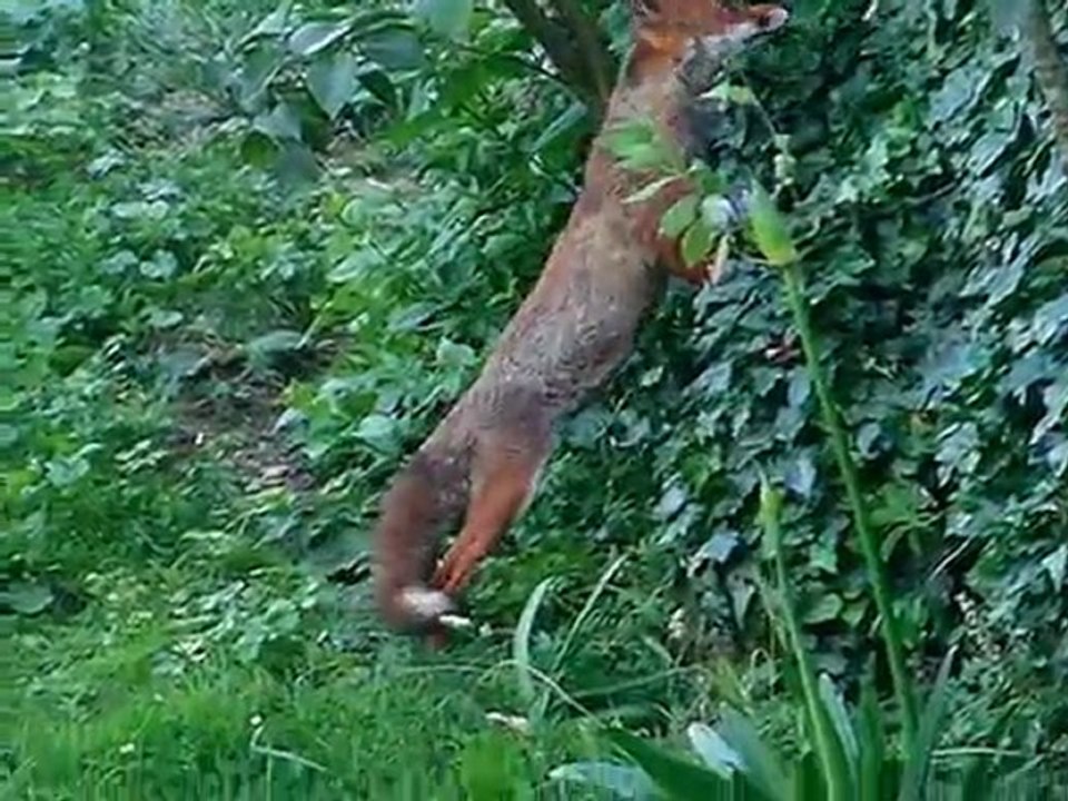 Le RENARD