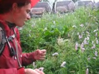 Le jardin d'Emilie-3