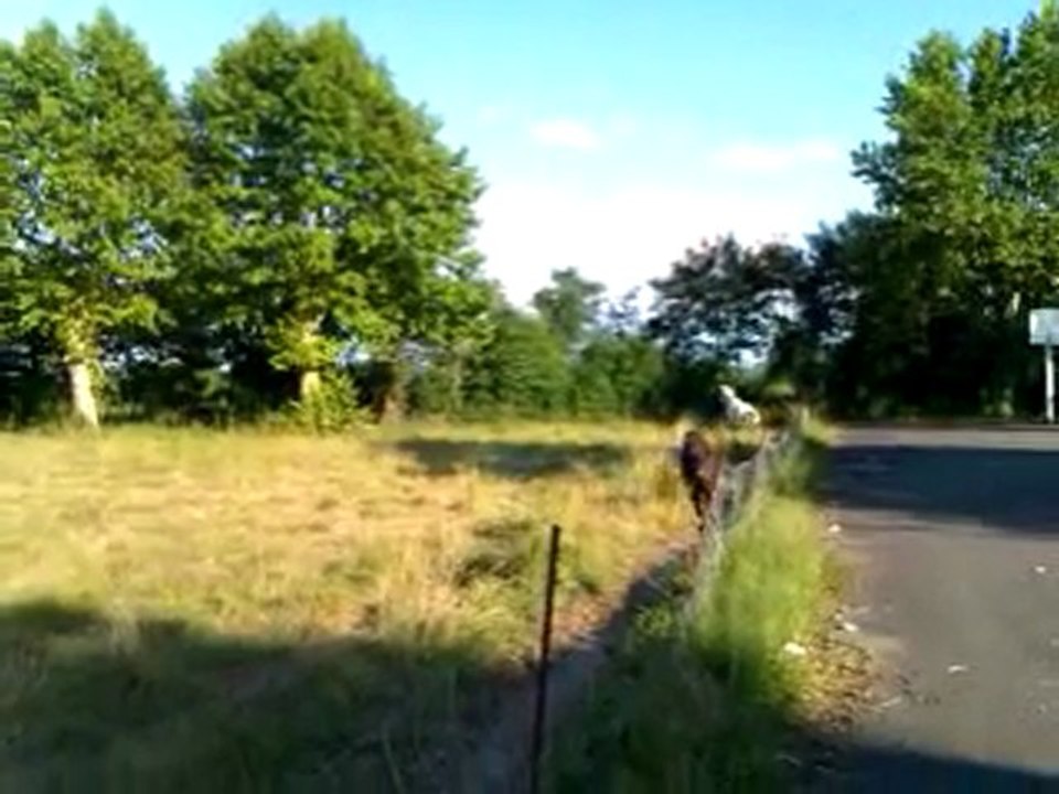 Mon poney s'échappe du champs...