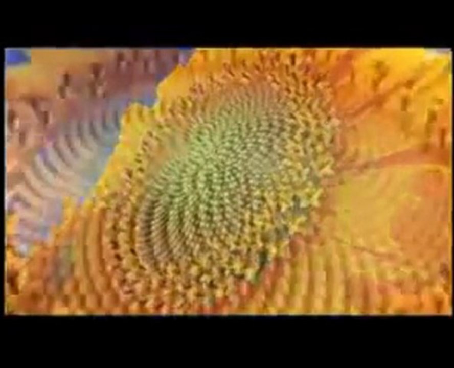 Allah_ın doğada yarattığı güzellik ölçüsü_ Altın oran