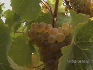 Chardonnay:  Making a Comeback