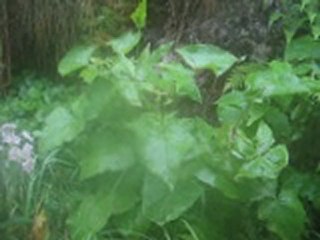 Le jardin d'Emilie-13