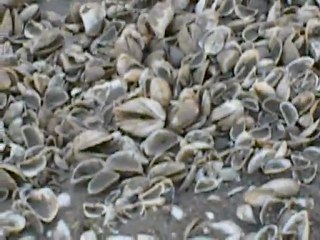 Fıratın suları çekildi