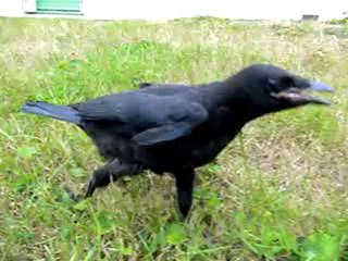 Chouquette la corneille ( j'ai faim )