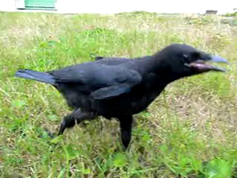 Chouquette la corneille ( j'ai faim )