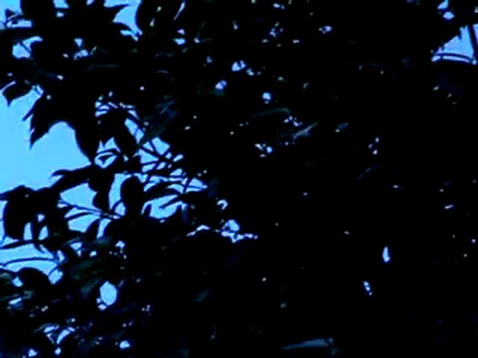 Chouquette (atterrissage dans les plantes)