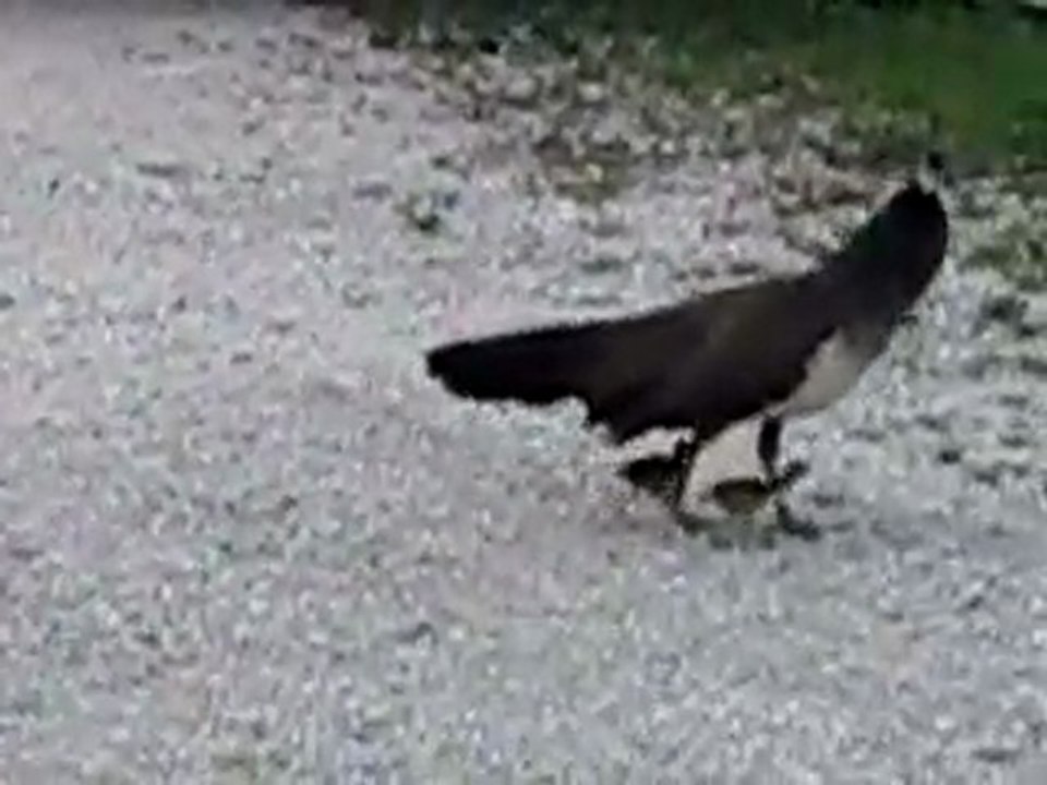 Mother peacock and the babies she protected