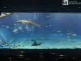 Discovery Channel Maravillas de Asia El acuario De Okinawa
