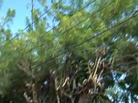 Insegurança - Moradores do centro da cidade reclamam da insegurança_Patrulha da Cidade - TV Ponta Negra