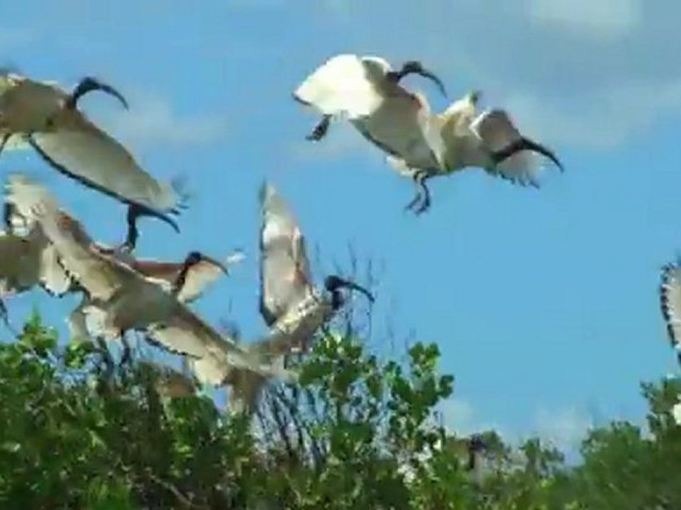 Kayaking in the Mangrove Creeks of The Majlis Lamu, Kenya