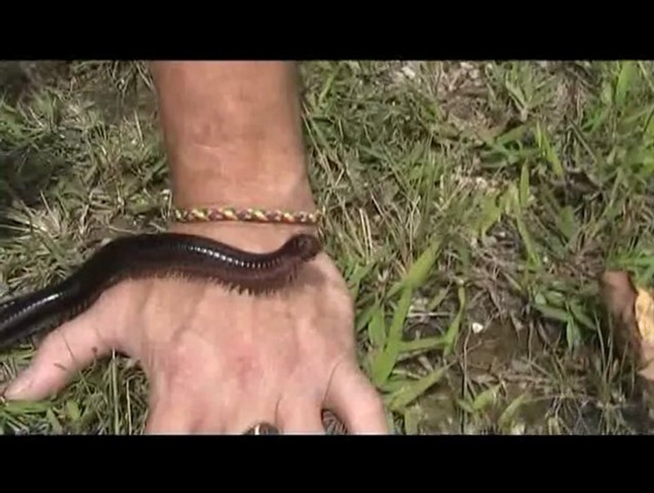 Mille-patte Géant