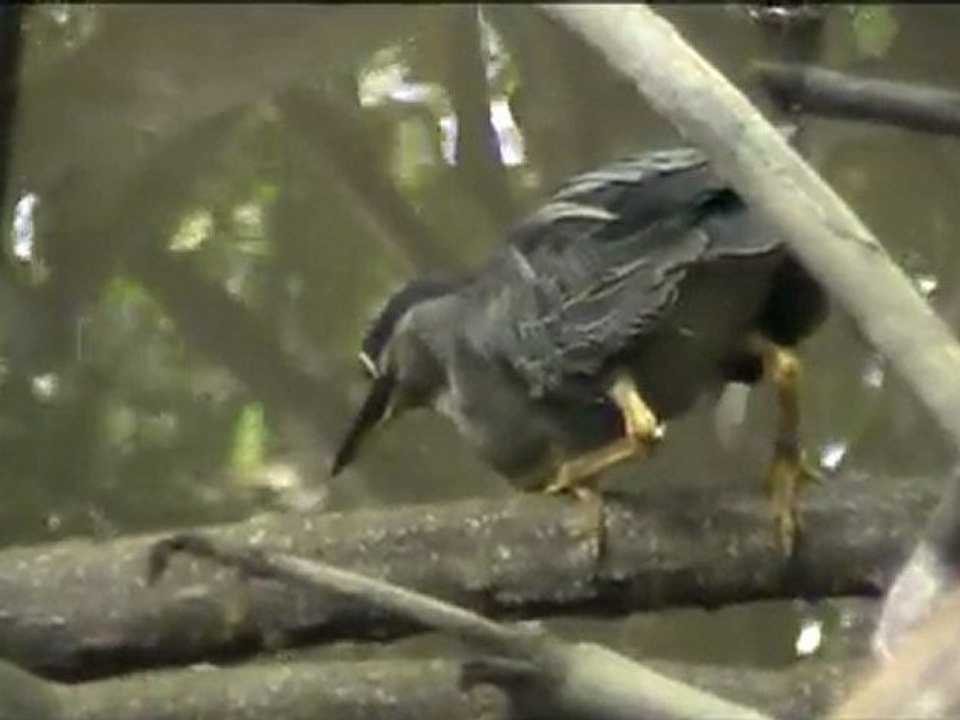 Green Heron