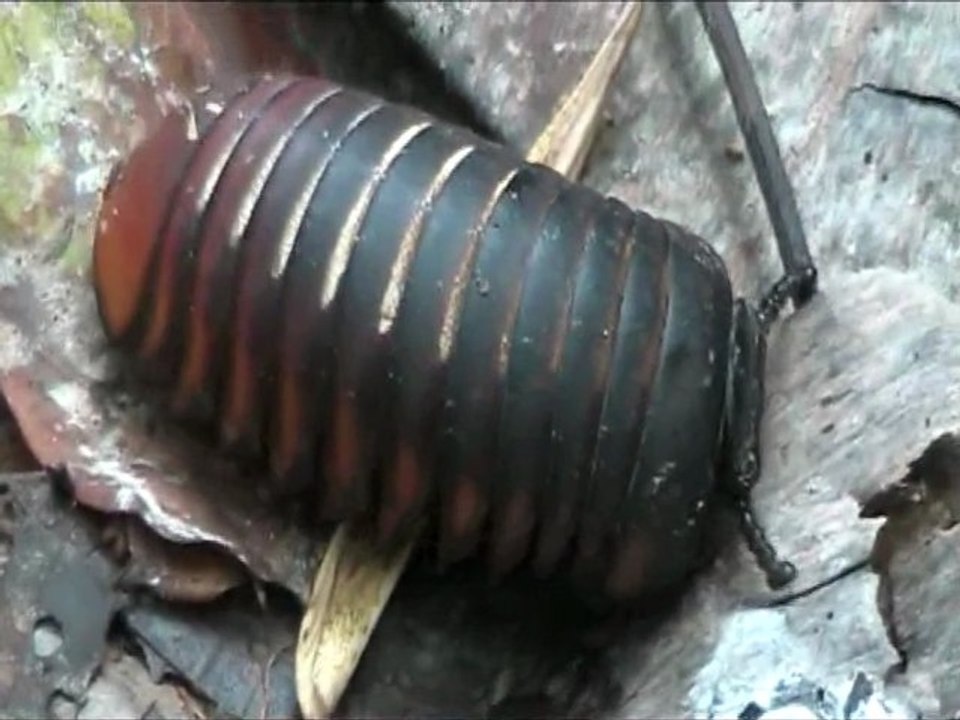 Pill Millipede