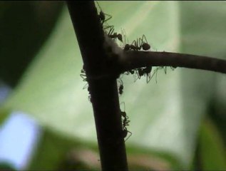 Fourmis Tisserands