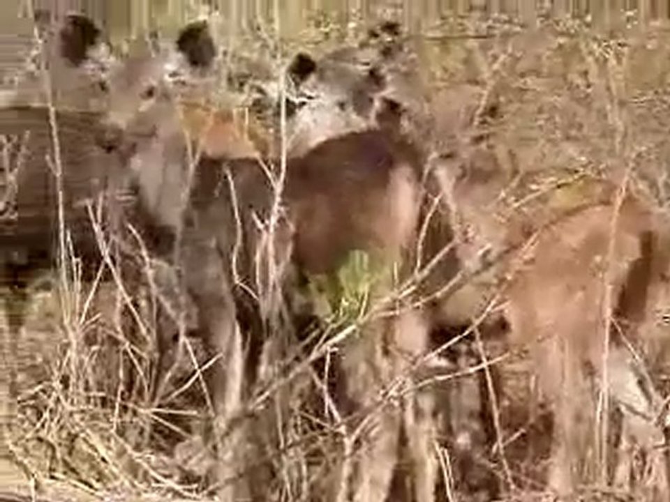 Sambar deer in Ranthambore national park