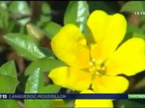 JT France 3 - les espèces invasives