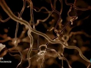 Plasticidad cerebral