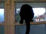 Cat gets caught barking by a human and resumes meowing