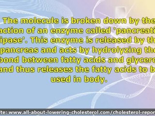 Triglyceride Sructure And Its 2 Components