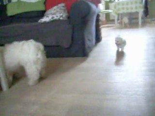 cannelle et sam bb's 003 qui jouent