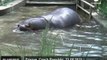 Prague zoo welcomes its newborn hippo - no comment