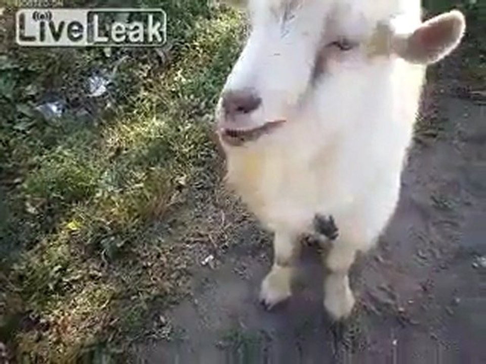 Eine Ziege mit Zigarette