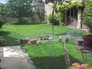 un après-midi de juin 2011 à l' élevage