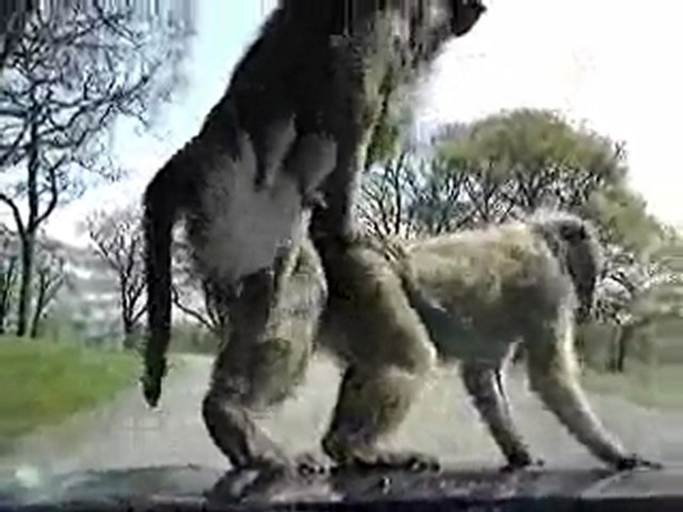Mira Que Travieso El Mono ajaja