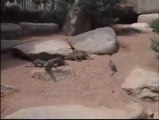 Banded mongoose - Environmental enrichment