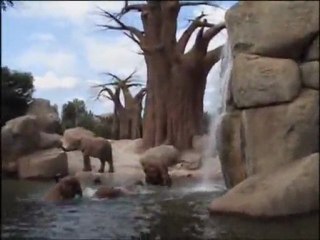 The elephants playing in the lake (June, 2011)