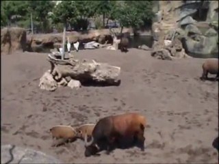 “Bai” - Environmental enrichment