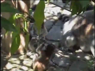 Bright-Eyed Ring-Tailed Lemur Babies