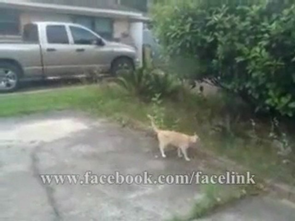Kedi, kendiyle alay eden kuşu havada kapıyor :D