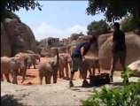 Elephants - Environmental enrichment