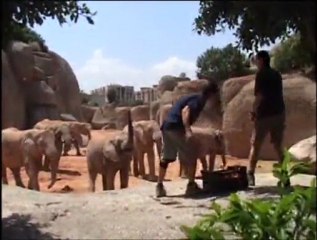 Elephants - Environmental enrichment