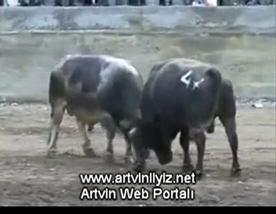 Sarıbudak (Melo) Boğa Güreşleri Festivali 2011 Başaltı Kategorisi