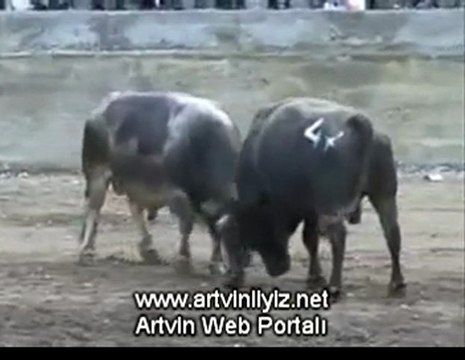 Sarıbudak (Melo) Boğa Güreşleri Festivali 2011 Başaltı Kategorisi