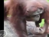 Orang-outan sauve un oiseau de la noyade