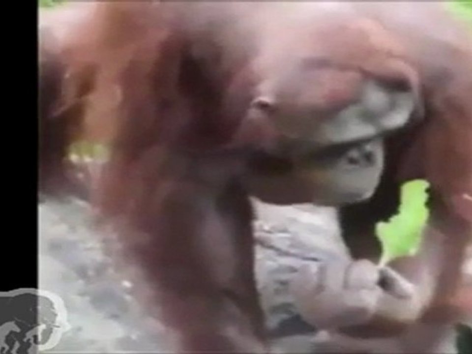 Orang-outan sauve un oiseau de la noyade
