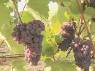Pinot, Pinot, Pinot, Food