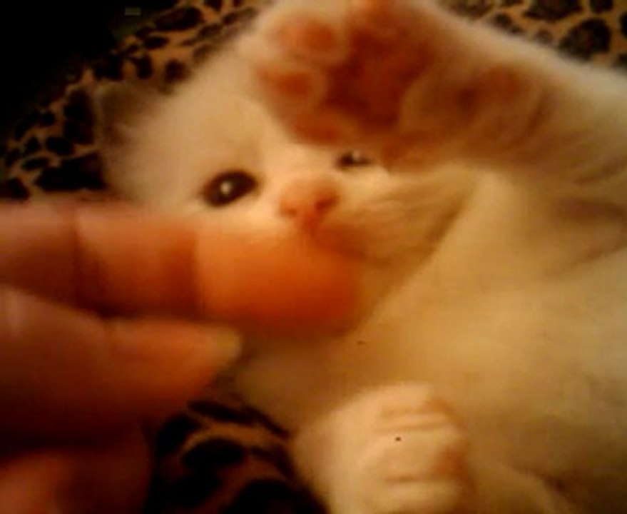 Guapo des Kittens dolls