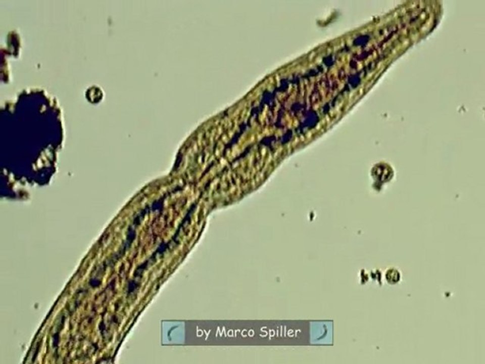 Stenostomum unicolor