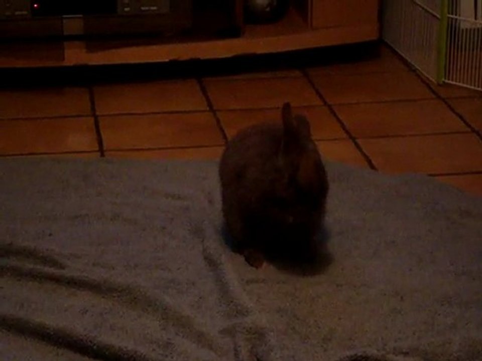 Lapin qui fait toilette