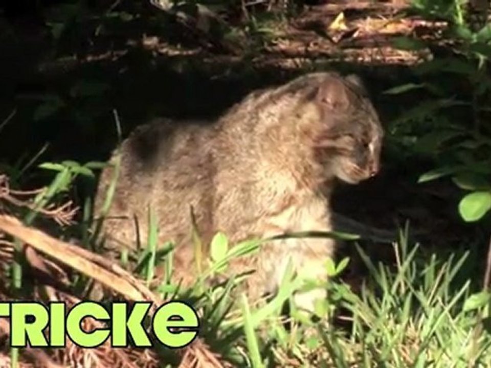 Meet Canyon the SAND CAT!