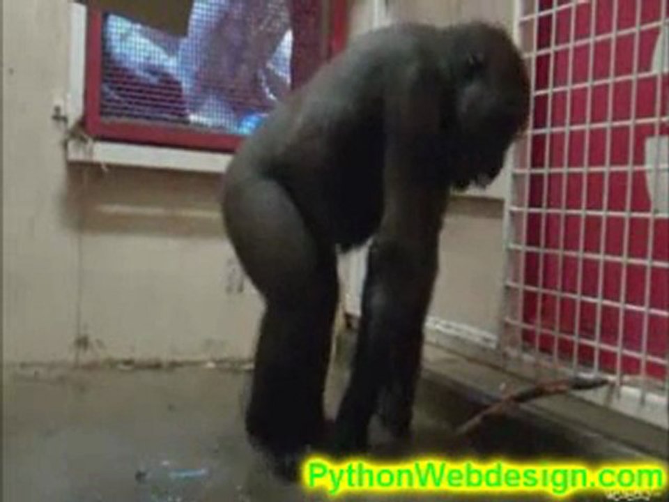 Dancing Gorilla Will Perform With Justin Bieber