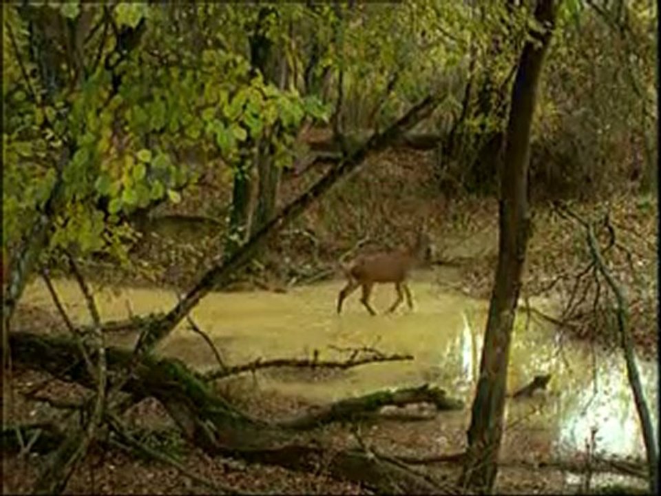 Il était une fois le cerf Partie3