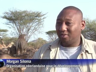 Kenya: le lait de chameaux plus avantageux que celui des vaches