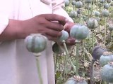 L'Afghanistan reste le premier producteur mondial d'opium
